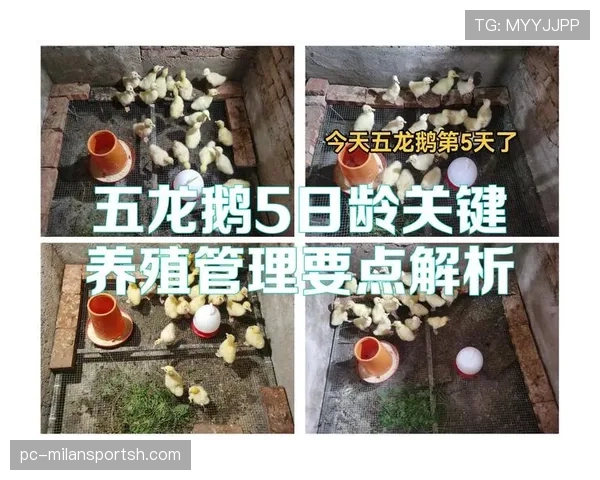 篮球规则解析：换人规则的基本流程与关键要点详解
